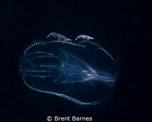 Two Hyperiid Amphipods Hitch A Ride on a Comb Jelly on a ... by Brent Barnes 